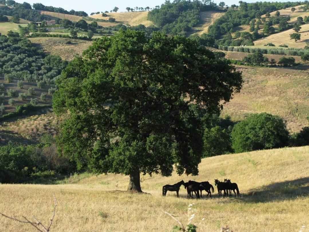 Le Murelle Country Resort Manciano Εξωτερικό φωτογραφία